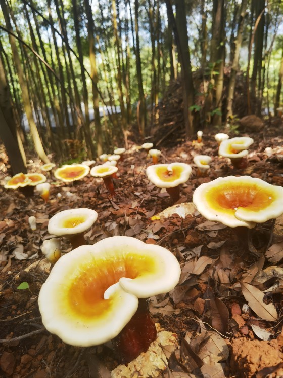 1712999477475943.jpg 廣林供應(yīng)鏈集團森林食品種植基地1(1).jpg